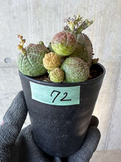 【現品限り】ユーフォルビア・オベサ 多頭【G72】 Euphorbia obesa