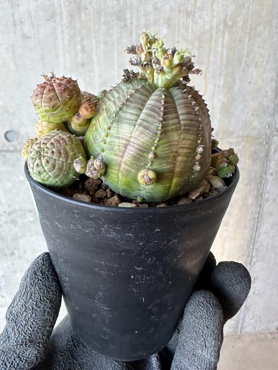 現品限り】ユーフォルビア・オベサ 多頭【G72】 Euphorbia obesa 塊根