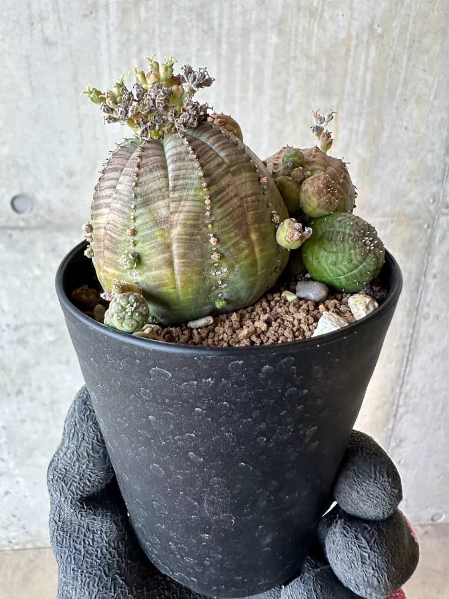 【現品限り】ユーフォルビア・オベサ 多頭【G72】 Euphorbia obesa