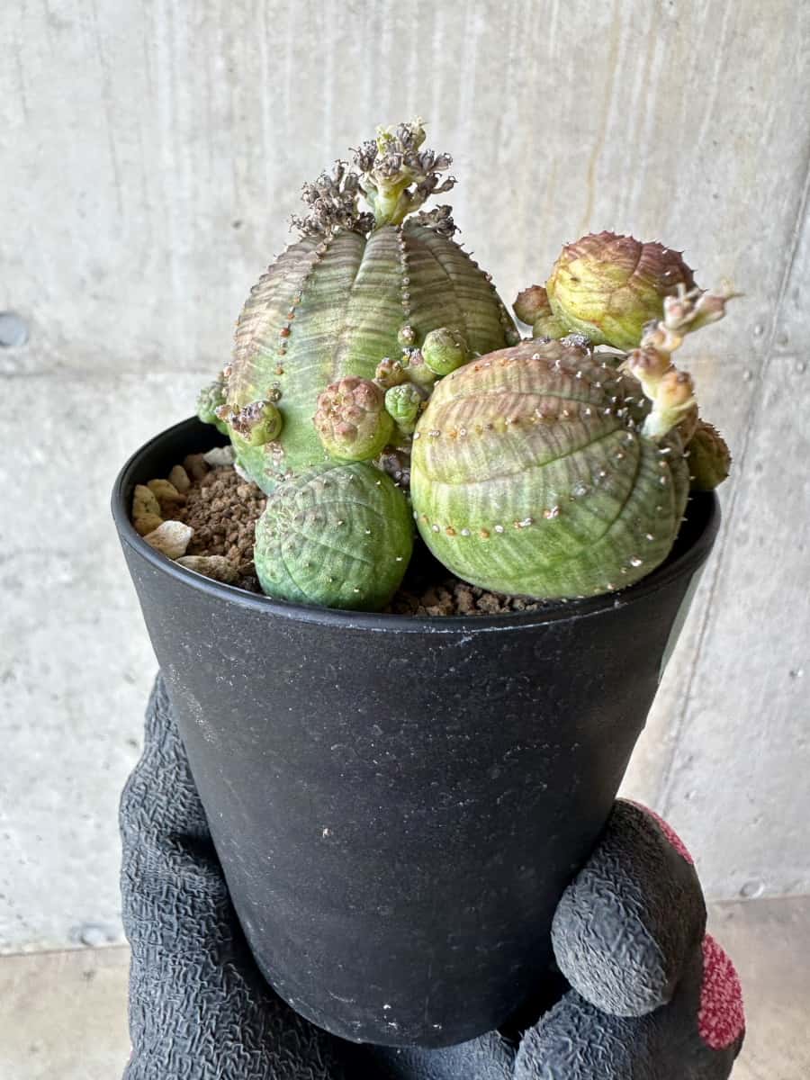 【現品限り】ユーフォルビア・オベサ 多頭【G72】 Euphorbia obesa