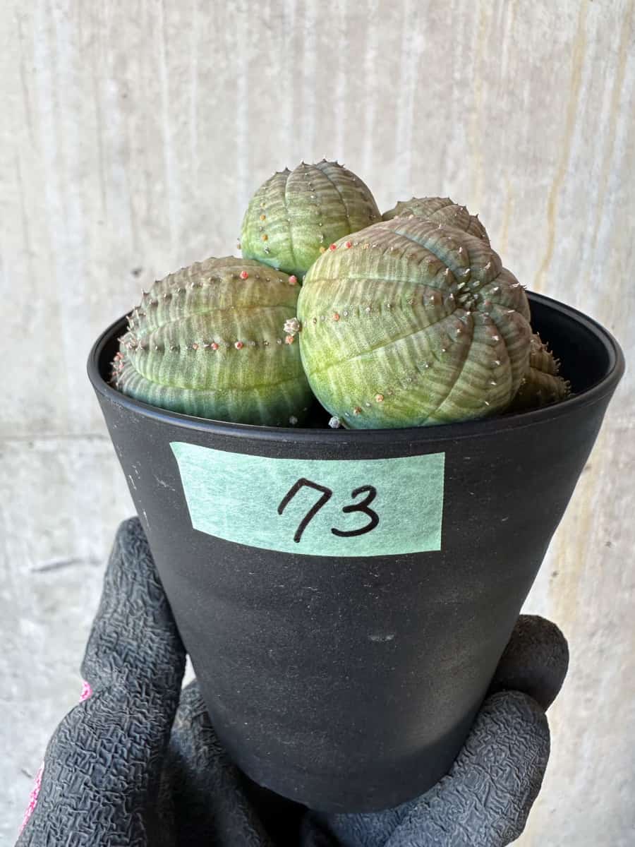 【現品限り】ユーフォルビア・オベサ 多頭【G73】 Euphorbia obesa