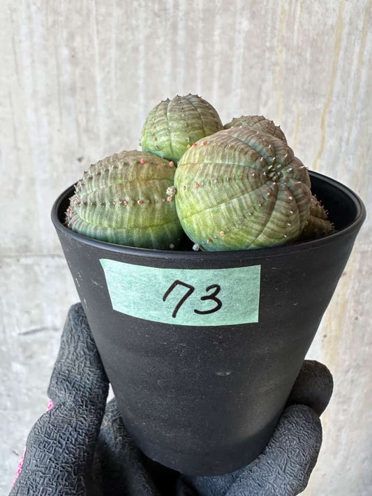 【現品限り】ユーフォルビア・オベサ 多頭【G73】 Euphorbia obesa