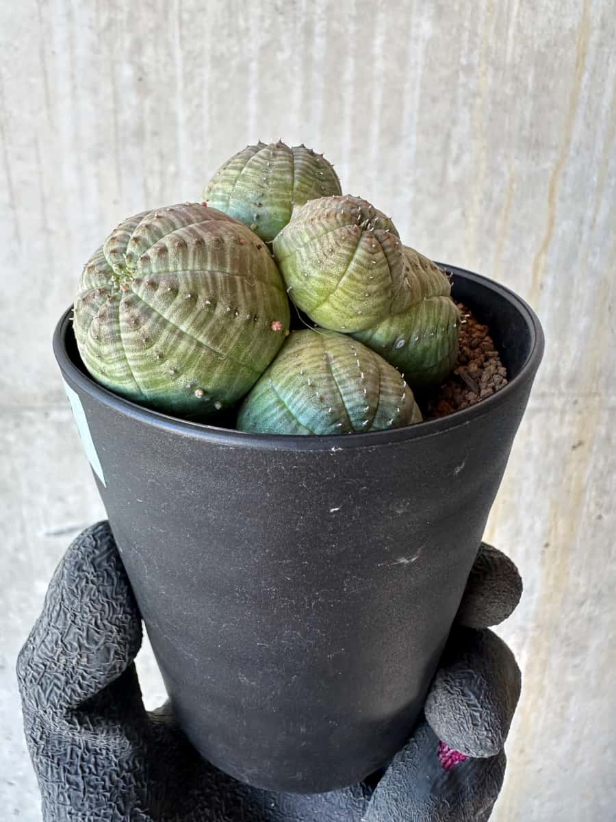 【現品限り】ユーフォルビア・オベサ 多頭【G73】 Euphorbia obesa