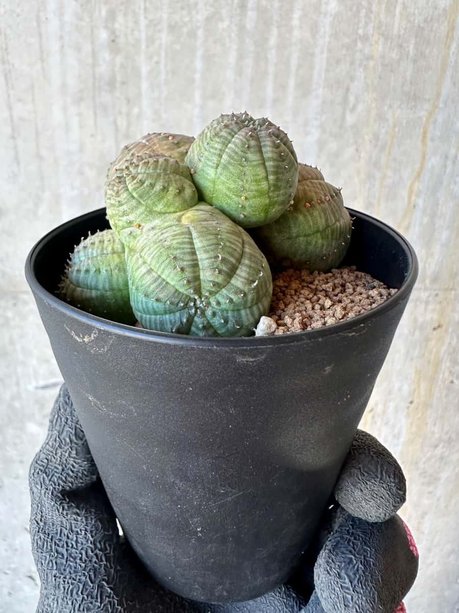 現品限り】ユーフォルビア・オベサ 多頭【G73】 Euphorbia obesa 塊根