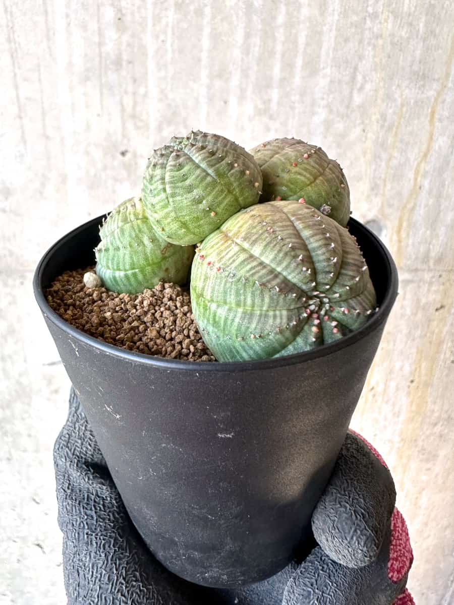 現品限り】ユーフォルビア・オベサ 多頭【G73】 Euphorbia obesa 塊根
