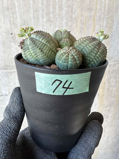 【現品限り】ユーフォルビア・オベサ 多頭【G74】 Euphorbia obesa