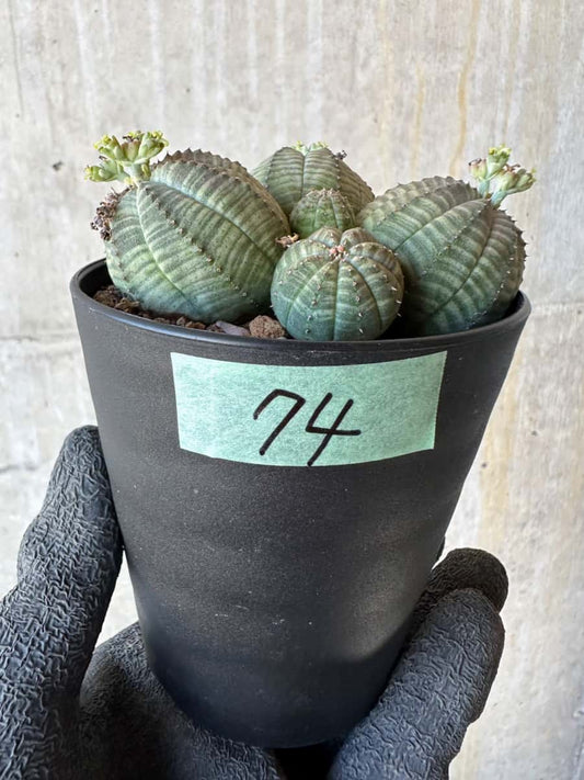 【現品限り】ユーフォルビア・オベサ 多頭【G74】 Euphorbia obesa