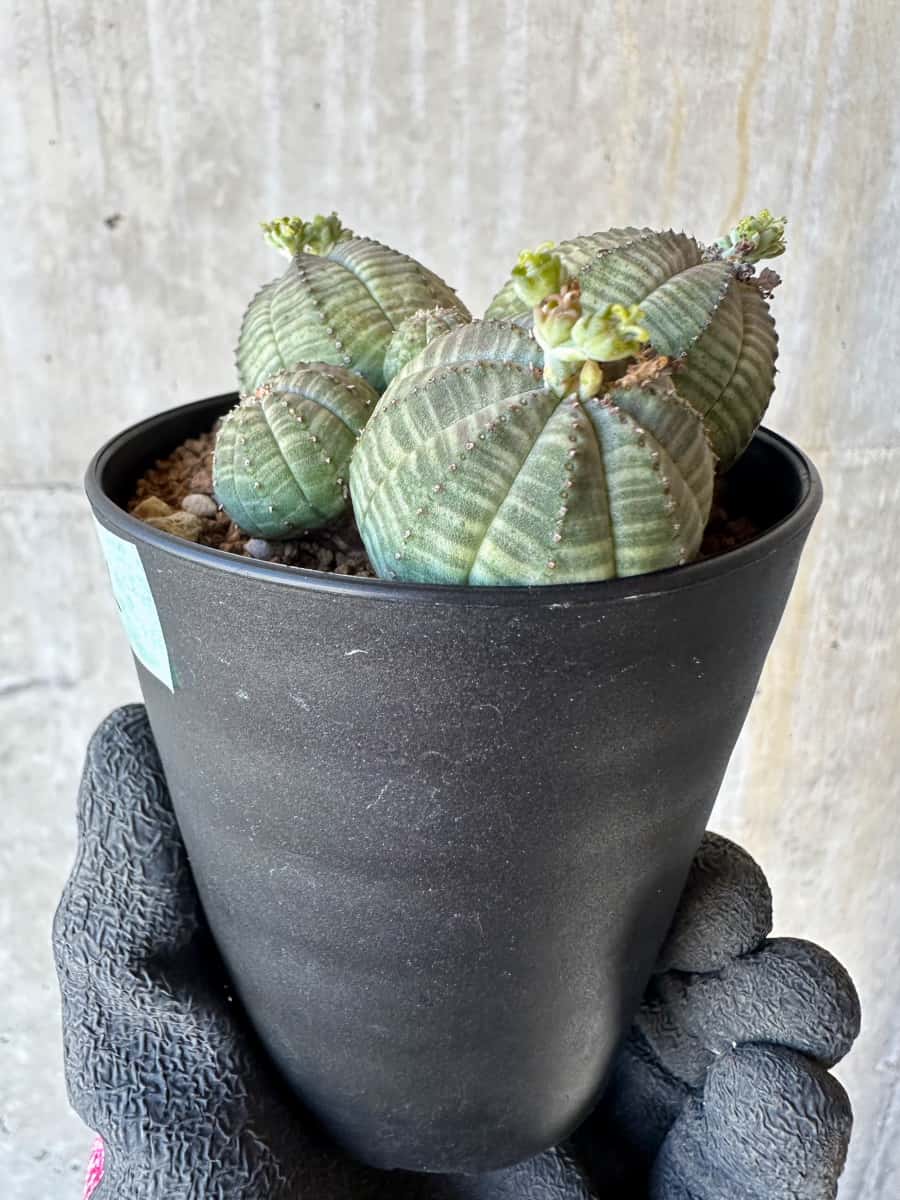 【現品限り】ユーフォルビア・オベサ 多頭【G74】 Euphorbia obesa