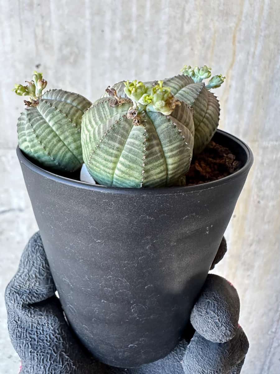 【現品限り】ユーフォルビア・オベサ 多頭【G74】 Euphorbia obesa