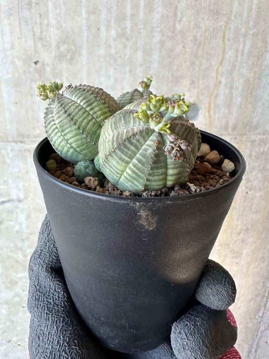 【現品限り】ユーフォルビア・オベサ 多頭【G74】 Euphorbia obesa
