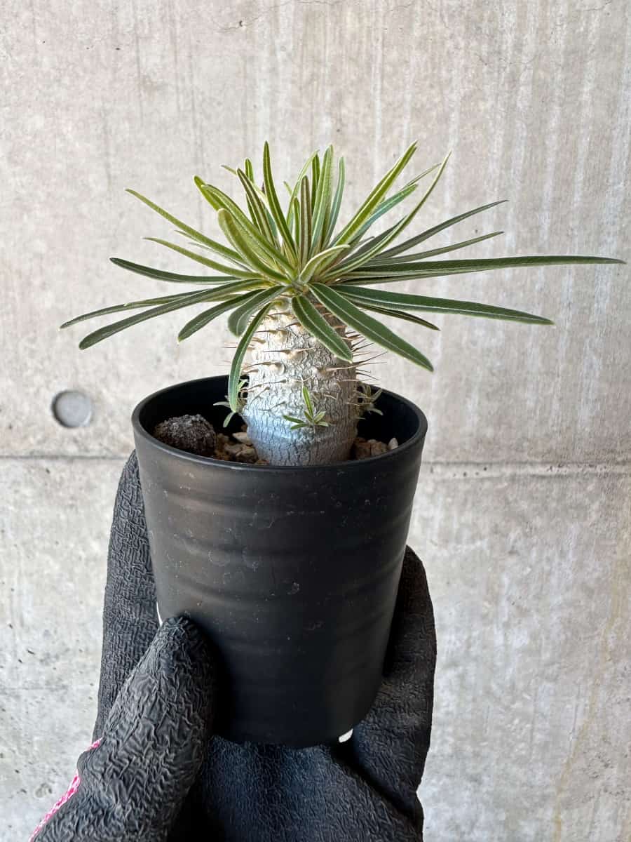 【現品限り】パキポディウム・グラキリス【G7】 Pachypodium gracilius