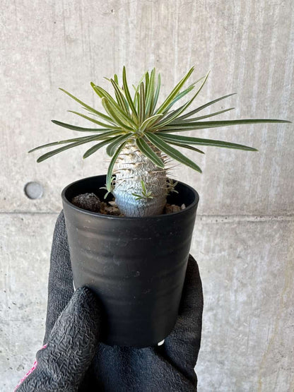 【現品限り】パキポディウム・グラキリス【G7】 Pachypodium gracilius