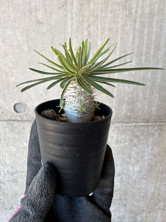 【現品限り】パキポディウム・グラキリス【G7】 Pachypodium gracilius
