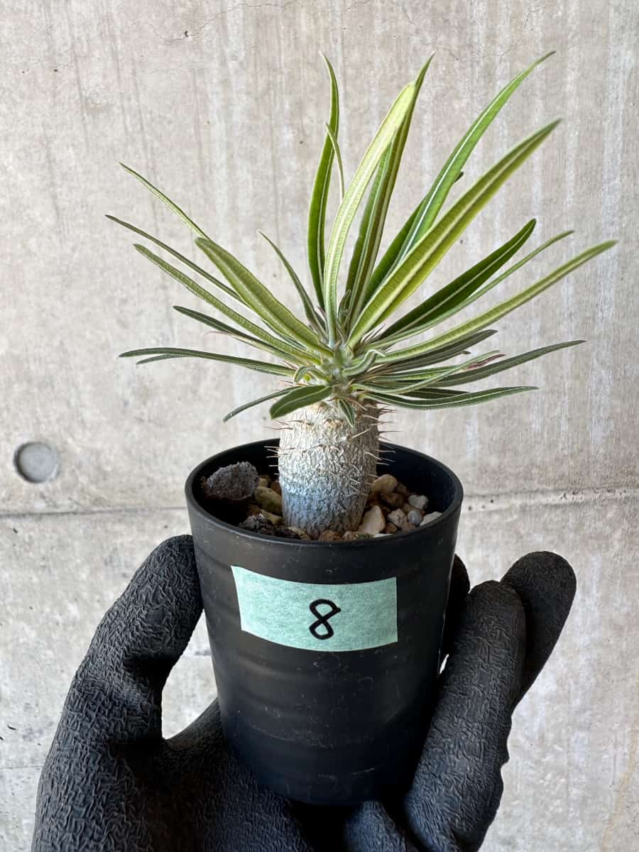 【現品限り】パキポディウム・グラキリス【G8】 Pachypodium gracilius