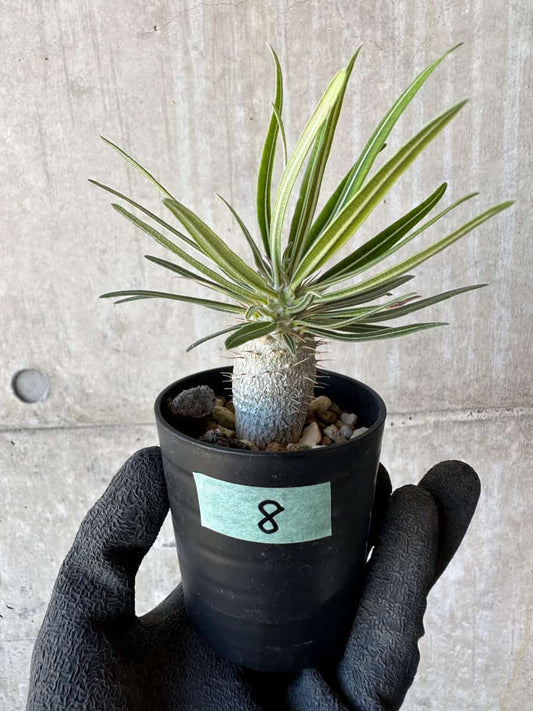 【現品限り】パキポディウム・グラキリス【G8】 Pachypodium gracilius