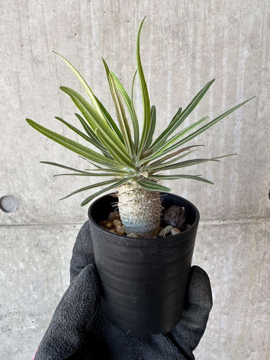 【現品限り】パキポディウム・グラキリス【G8】 Pachypodium gracilius