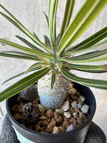 【現品限り】パキポディウム・グラキリス【G8】 Pachypodium gracilius