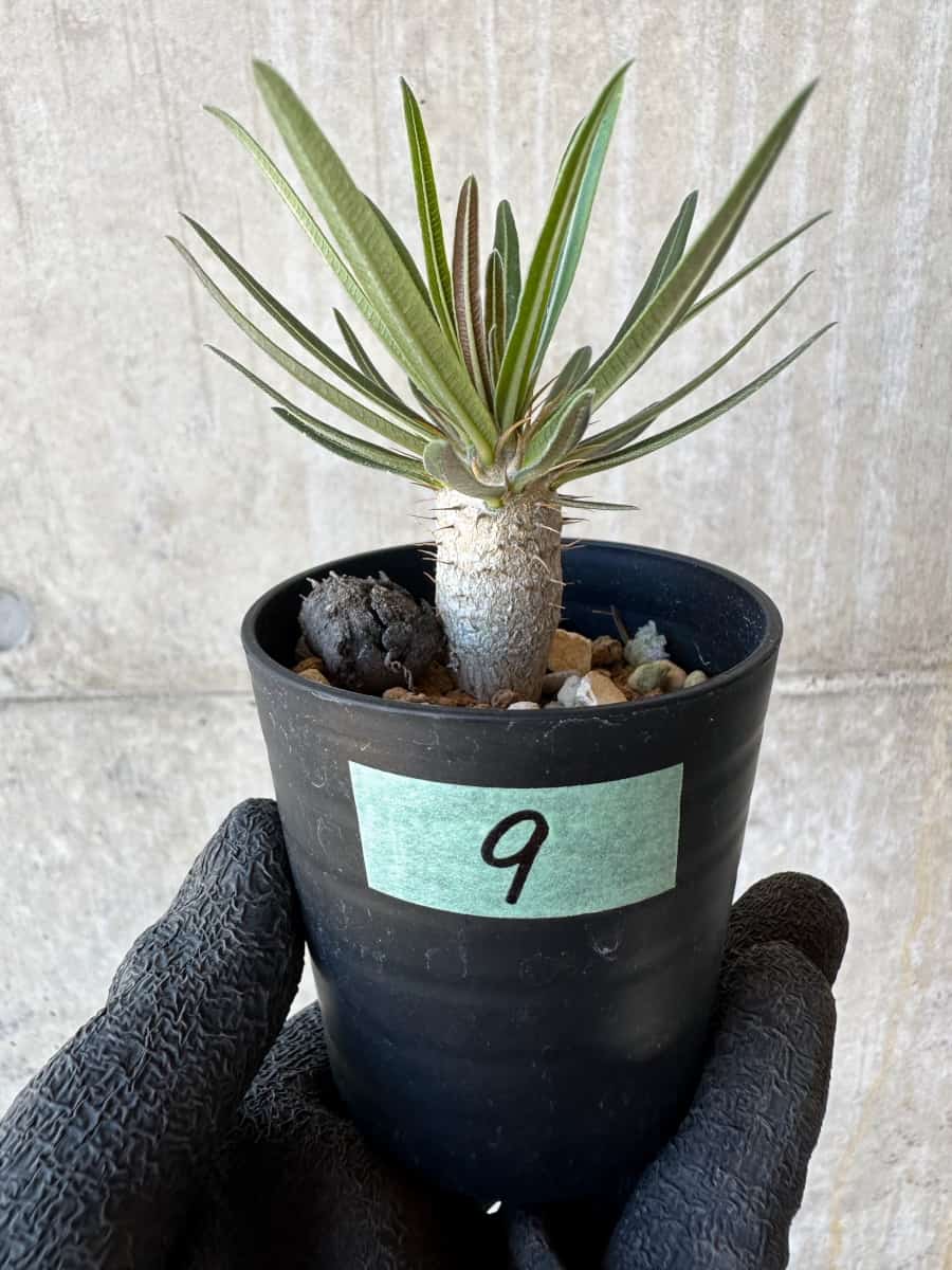 現品限り】パキポディウム・グラキリス【G9】 Pachypodium gracilius