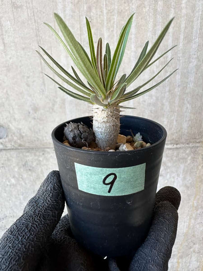 【現品限り】パキポディウム・グラキリス【G9】 Pachypodium gracilius