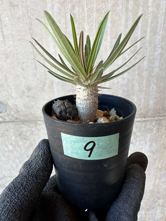 【現品限り】パキポディウム・グラキリス【G9】 Pachypodium gracilius