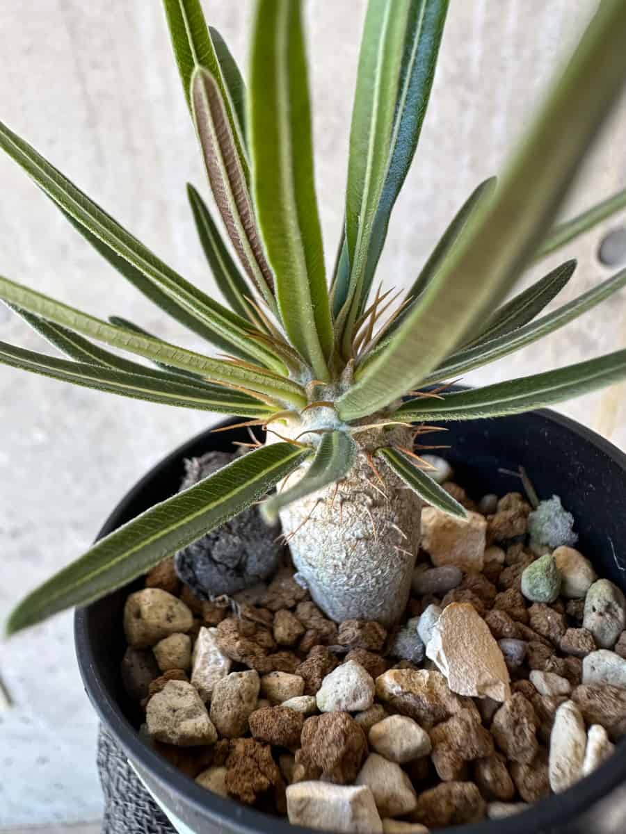 29.パキポディウム グラキリス 現品限り】パキポディウム・グラキリス【G9】 Pachypodium gracilius