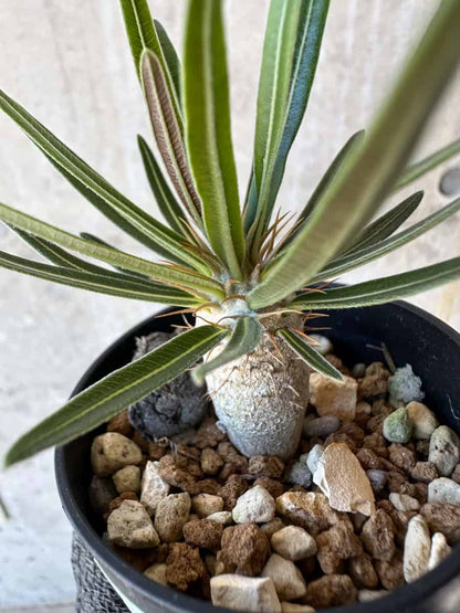 【現品限り】パキポディウム・グラキリス【G9】 Pachypodium gracilius