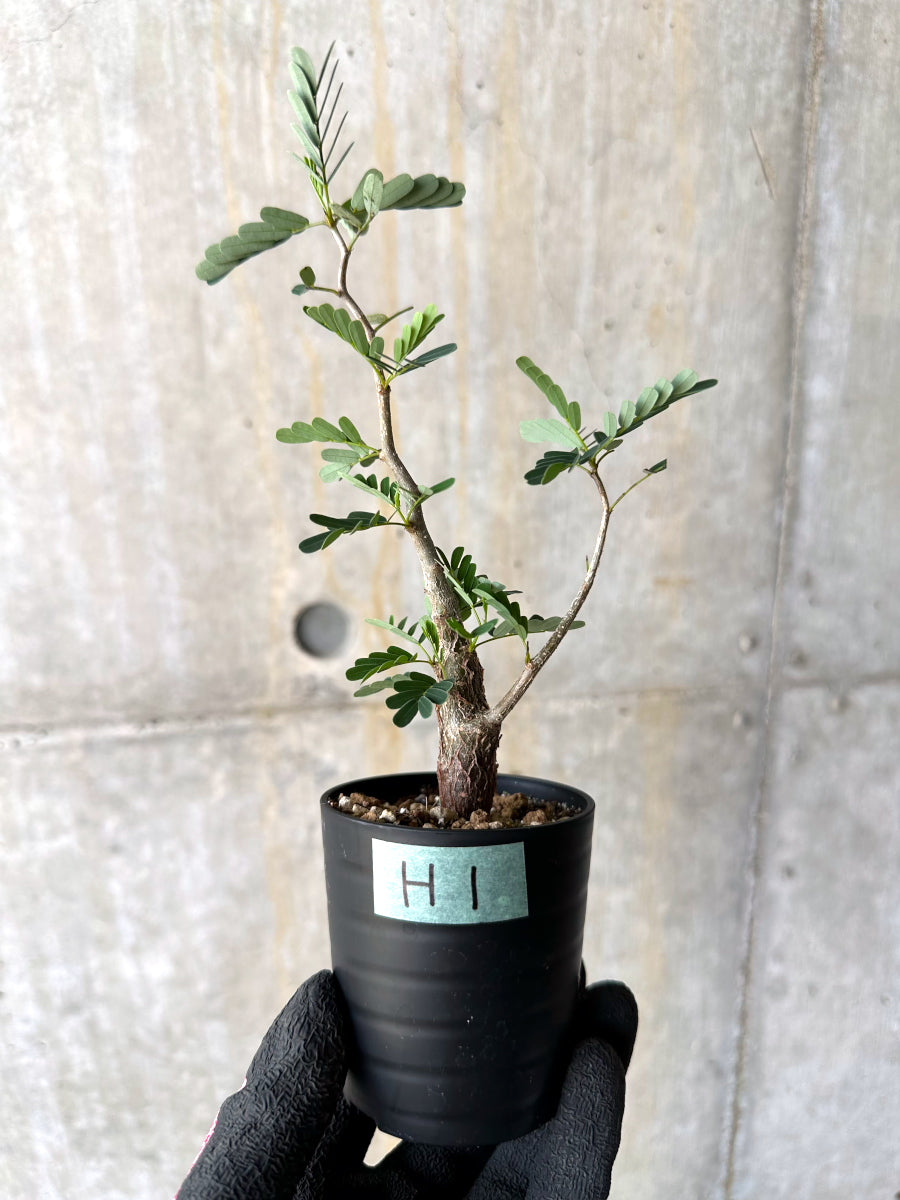 【現品限り】センナ・メリディオナリス 実生【H1】 Senna meridionalis