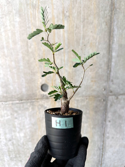 【現品限り】センナ・メリディオナリス 実生【H1】 Senna meridionalis