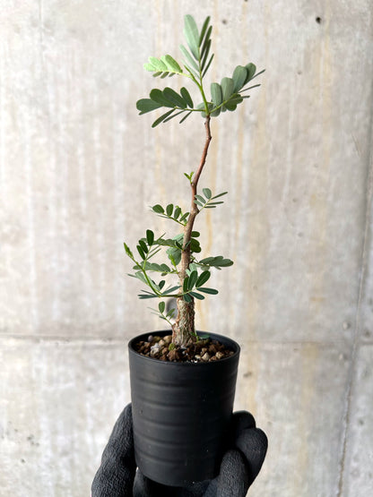 【現品限り】センナ・メリディオナリス 実生【H10】 Senna meridionalis