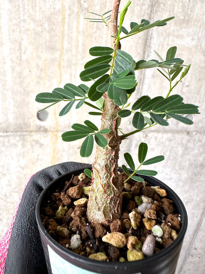 【現品限り】センナ・メリディオナリス 実生【H10】 Senna meridionalis