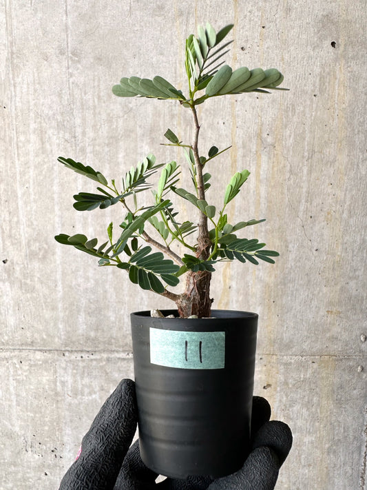 【現品限り】センナ・メリディオナリス 実生【H11】 Senna meridionalis