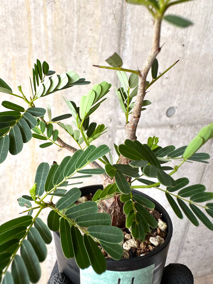 【現品限り】センナ・メリディオナリス 実生【H11】 Senna meridionalis