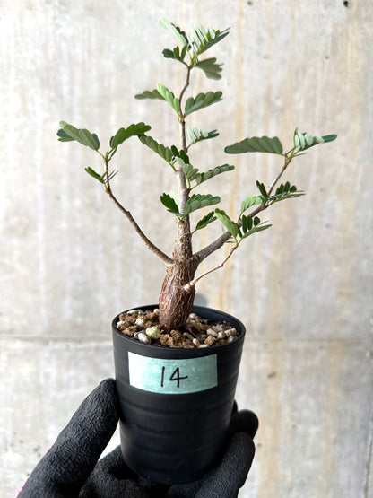 【現品限り】センナ・メリディオナリス 実生【H14】 Senna meridionalis