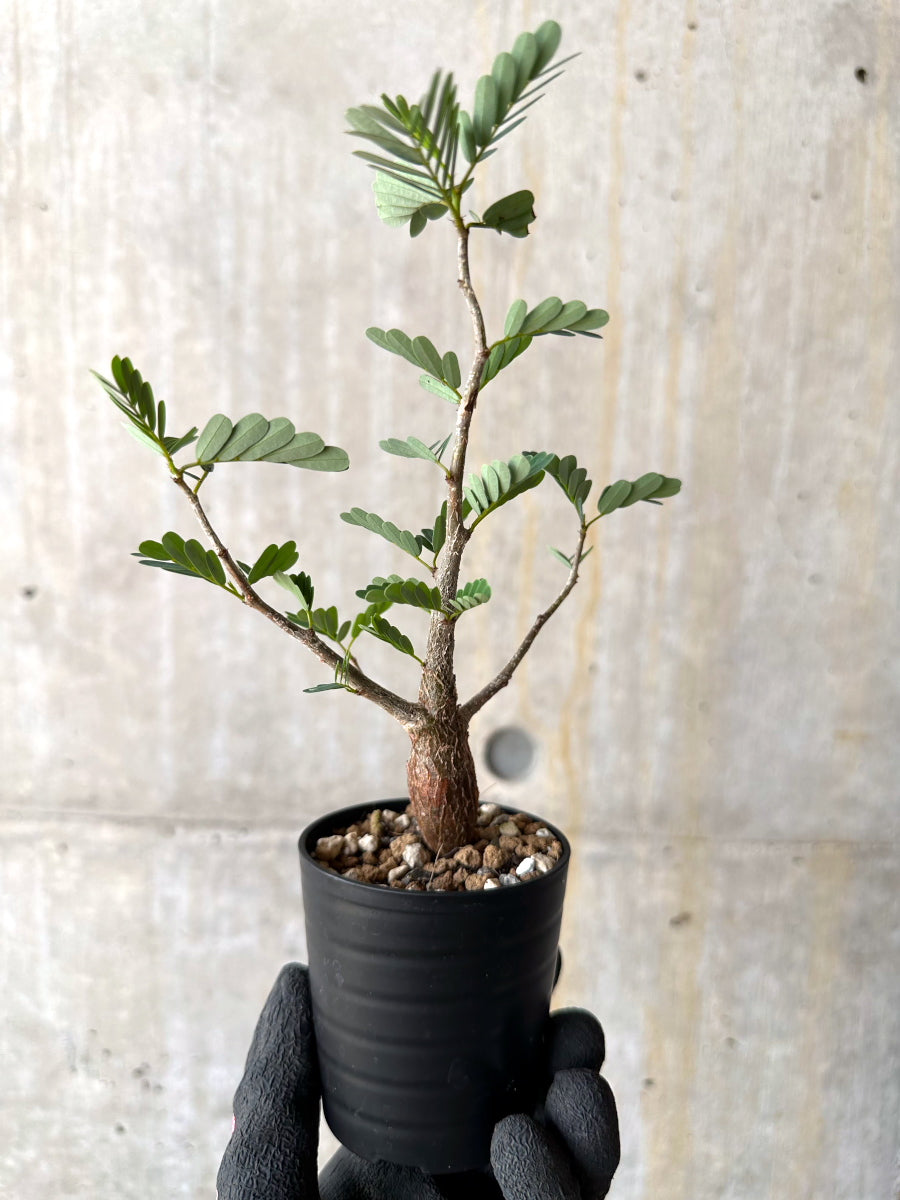 【現品限り】センナ・メリディオナリス 実生【H14】 Senna meridionalis