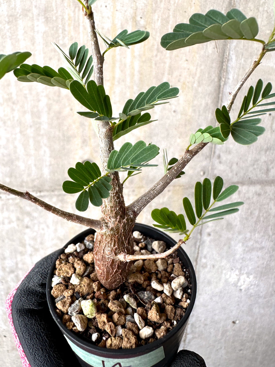 【現品限り】センナ・メリディオナリス 実生【H14】 Senna meridionalis