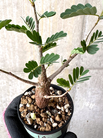 【現品限り】センナ・メリディオナリス 実生【H14】 Senna meridionalis