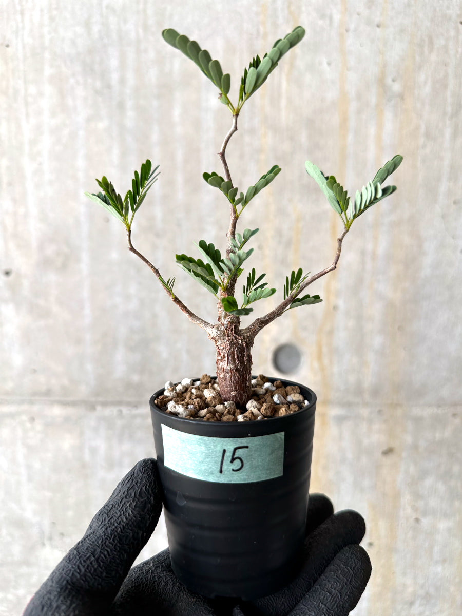 【現品限り】センナ・メリディオナリス 実生【H15】 Senna meridionalis