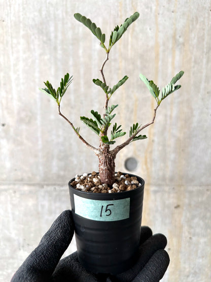 【現品限り】センナ・メリディオナリス 実生【H15】 Senna meridionalis