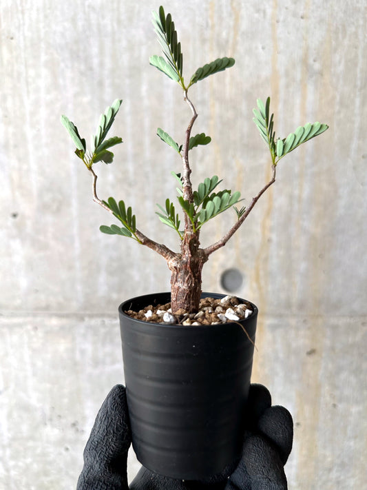 【現品限り】センナ・メリディオナリス 実生【H15】 Senna meridionalis