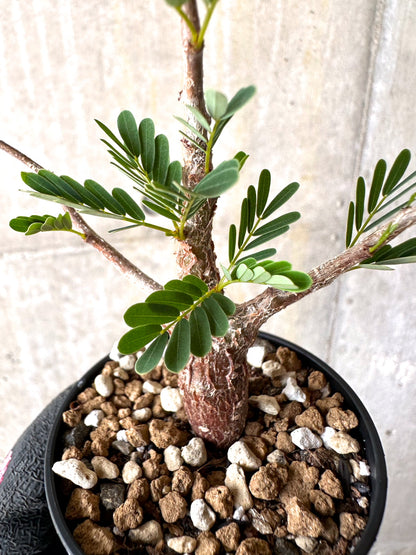 【現品限り】センナ・メリディオナリス 実生【H15】 Senna meridionalis