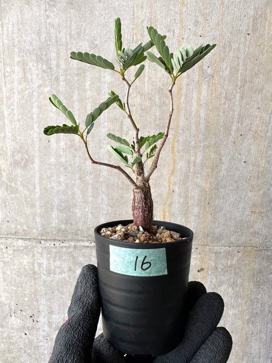 【現品限り】センナ・メリディオナリス 実生【H16】 Senna meridionalis