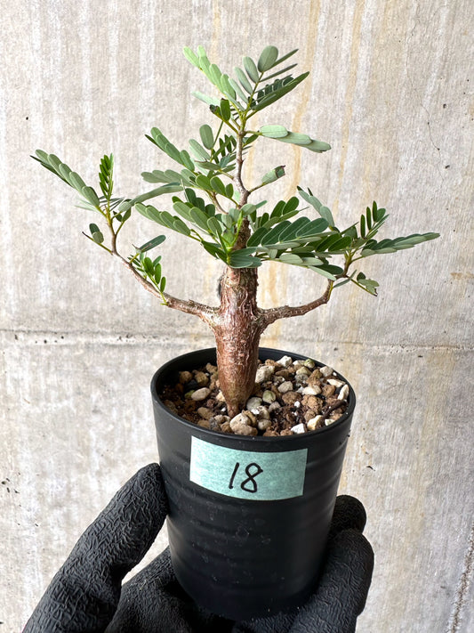 【現品限り】センナ・メリディオナリス 実生【H18】 Senna meridionalis