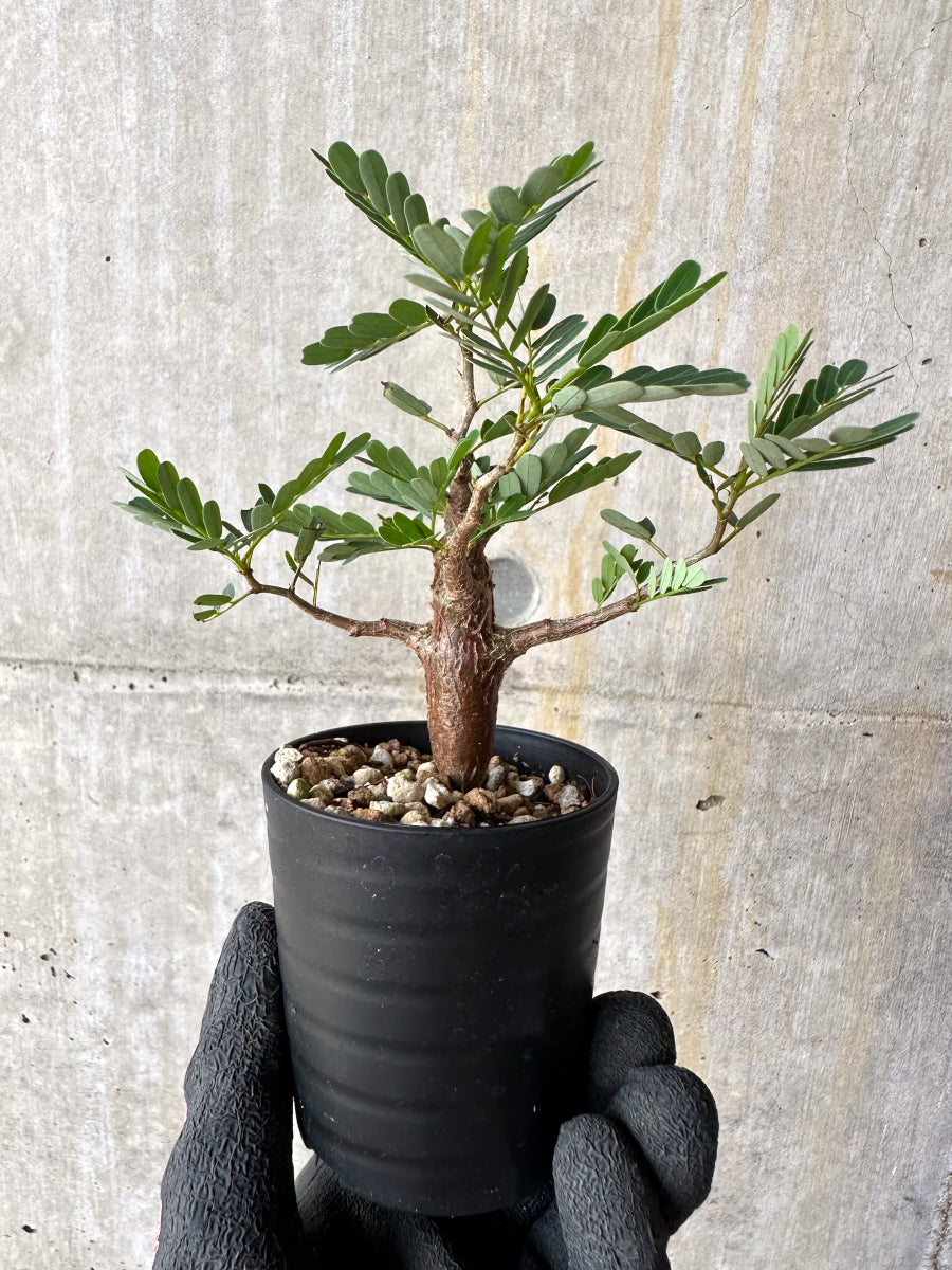 【現品限り】センナ・メリディオナリス 実生【H18】 Senna meridionalis