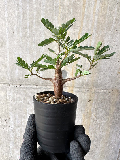 【現品限り】センナ・メリディオナリス 実生【H18】 Senna meridionalis