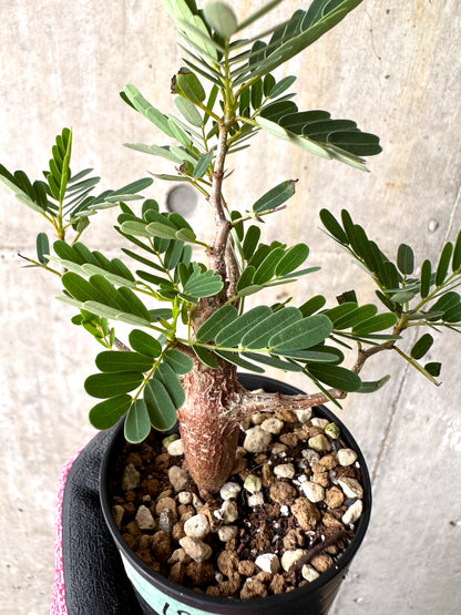 【現品限り】センナ・メリディオナリス 実生【H18】 Senna meridionalis