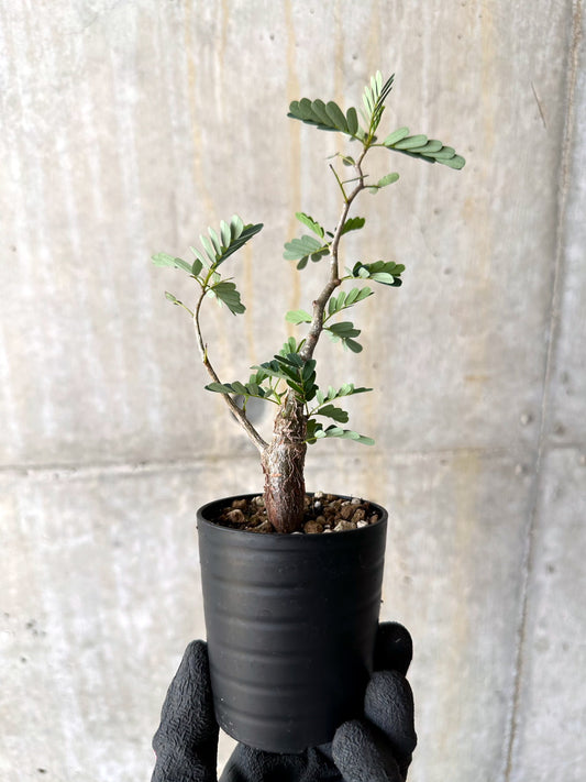 【現品限り】センナ・メリディオナリス 実生【H1】 Senna meridionalis