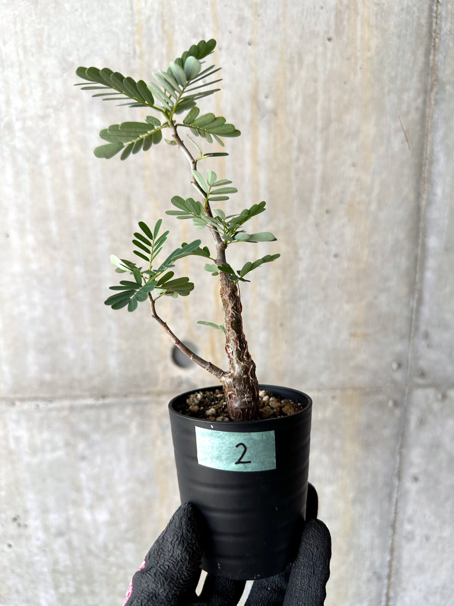 【現品限り】センナ・メリディオナリス 実生【H2】 Senna meridionalis