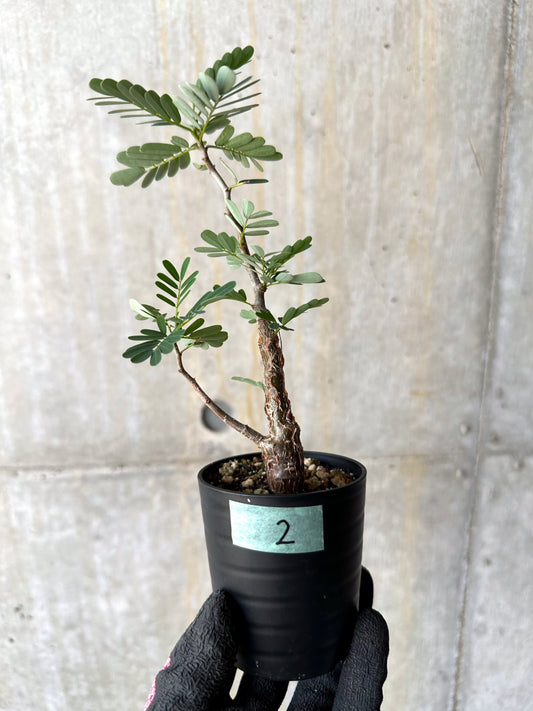 【現品限り】センナ・メリディオナリス 実生【H2】 Senna meridionalis