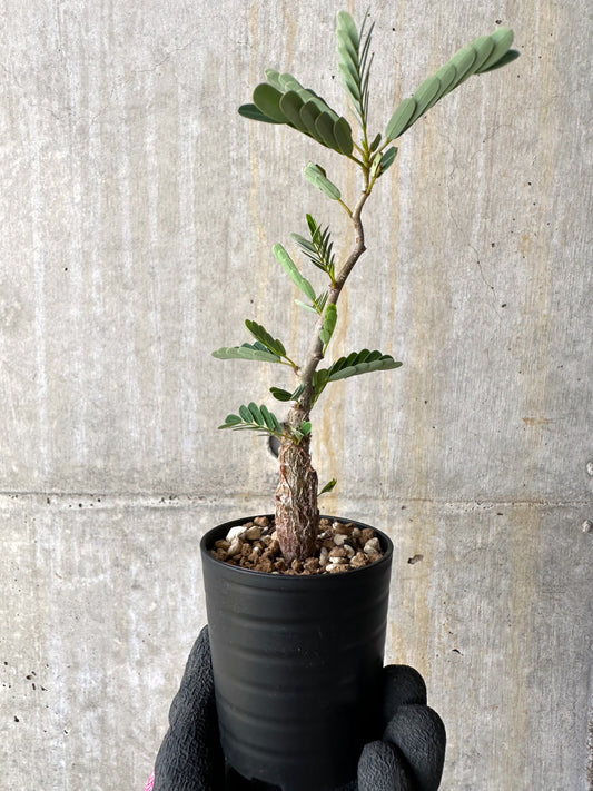 【現品限り】センナ・メリディオナリス 実生【H20】 Senna meridionalis