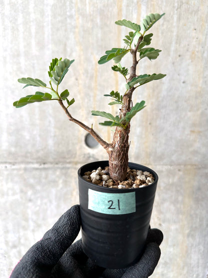 【現品限り】センナ・メリディオナリス 実生【H21】 Senna meridionalis